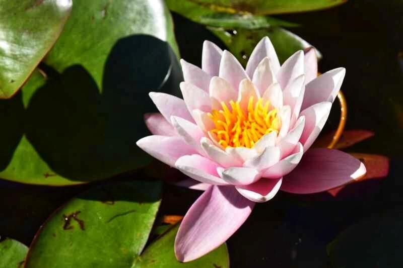 L'Echappee Belle A L'Etang D'Anty -Appartement Saint-Nabord Phòng bức ảnh